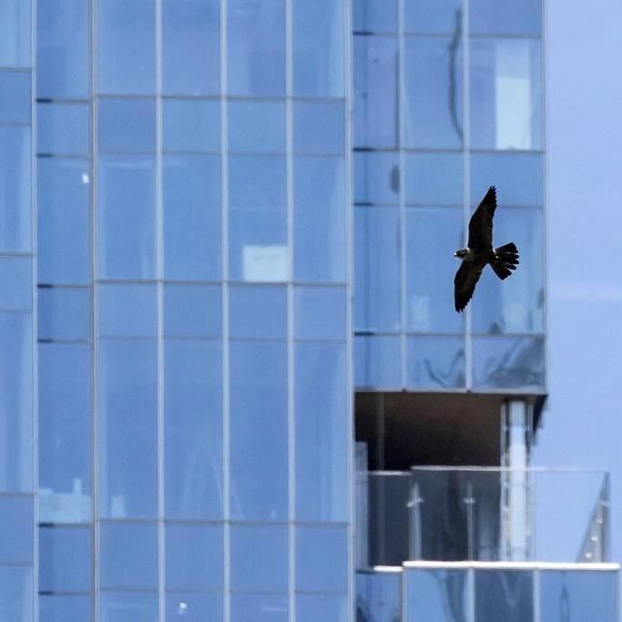 Peregrine falcons protecting chicks and dive-bombing Chicago pedestrians